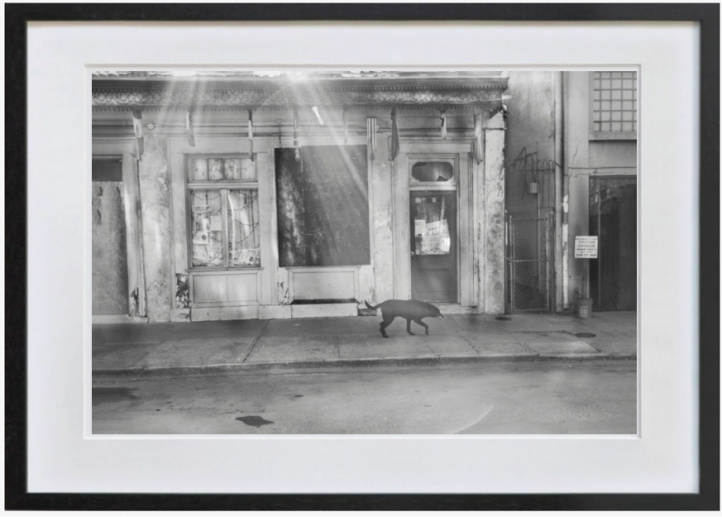 New Orleans, Woodoo Spiritual Temple and black feral dog i gruppen Konstgalleri / Fotografier / Fotokonst hos NOA Gallery (200434_Nola8)