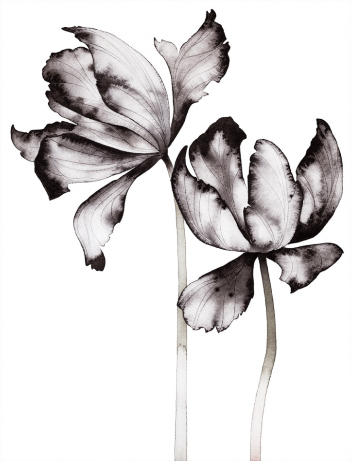 Tulip (Grafiskt blad) i gruppen Konstgalleri / Teman / Fine Art hos NOA Gallery (100042_1210)