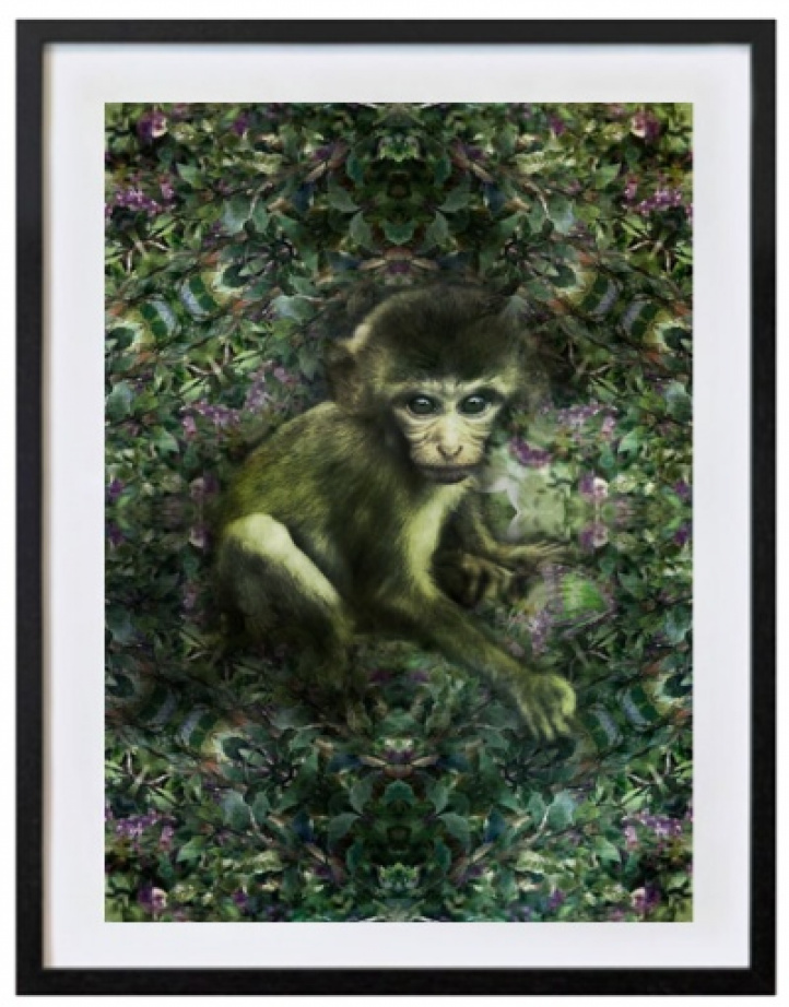 Little monkey in the green i gruppen Konstgalleri / Fotografier / Fotokonst hos NOA Gallery (100069_7710)
