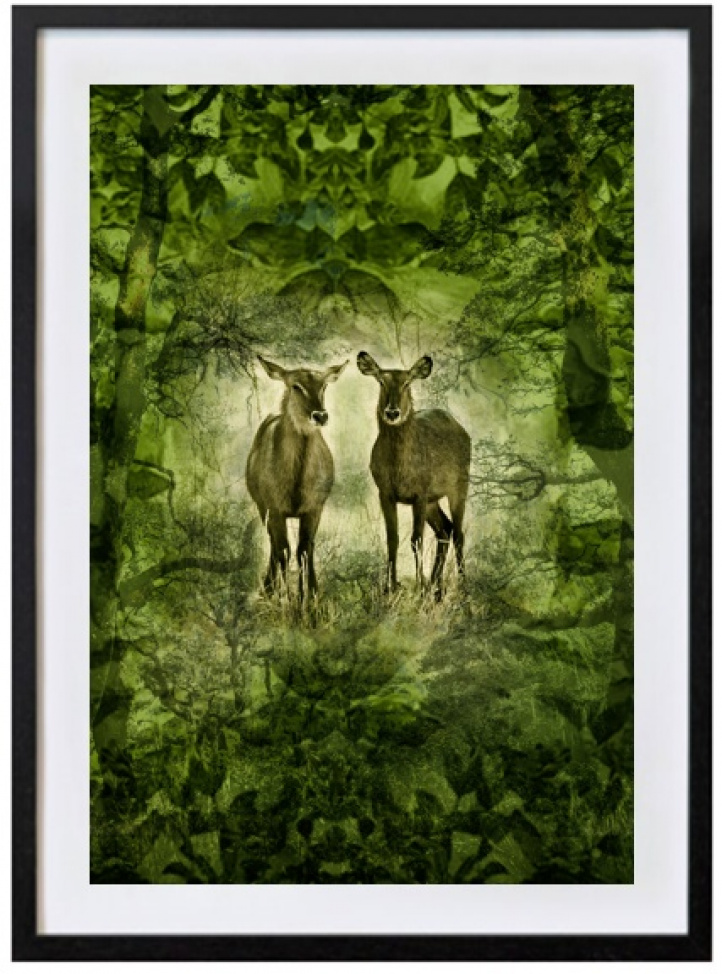 Deer in the green i gruppen Konstgalleri / Fotografier / Fotokonst hos NOA Gallery (100069_7711)