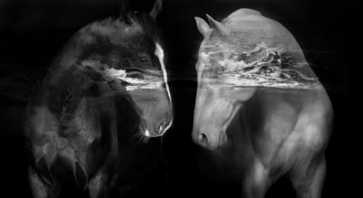 Black Horses (Grafiskt blad) i gruppen Konstgalleri / Teman / Liggande konstverk hos NOA Gallery (100103_972)