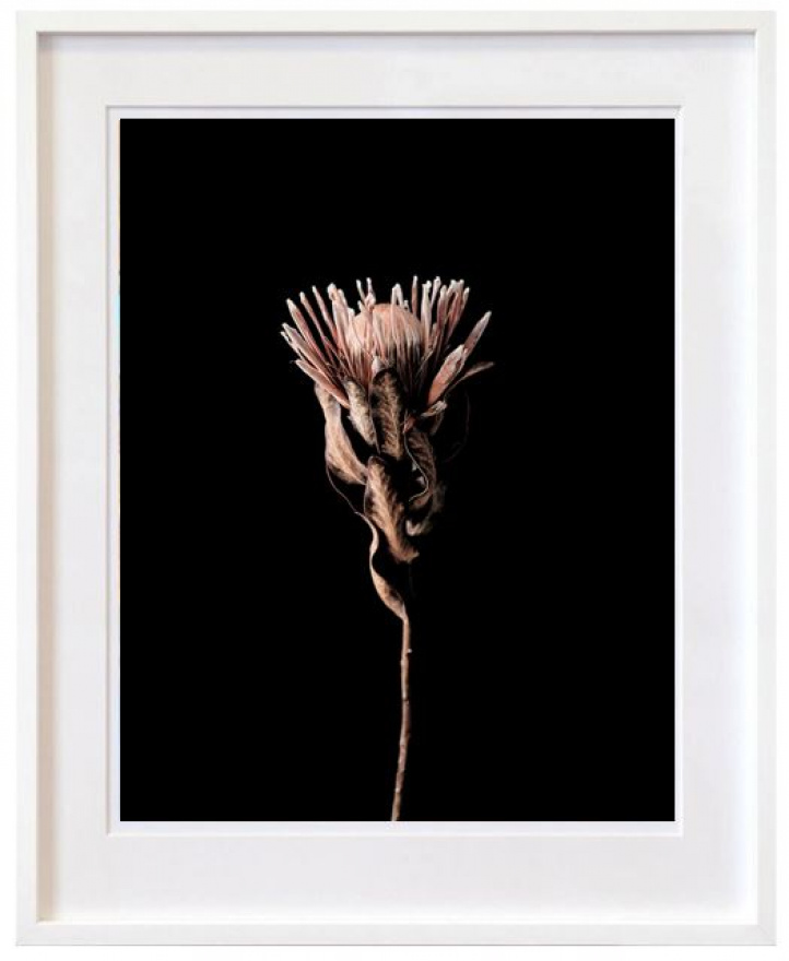 Protea flower i gruppen Alla konstverk / Prints hos NOA Gallery (100167_1)