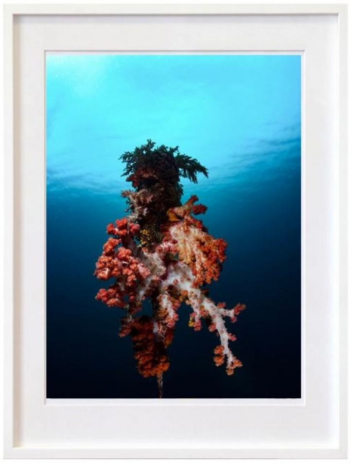 Soft Coral i gruppen Konstgalleri / Fotografier / Fotokonst hos NOA Gallery (100186_2212)